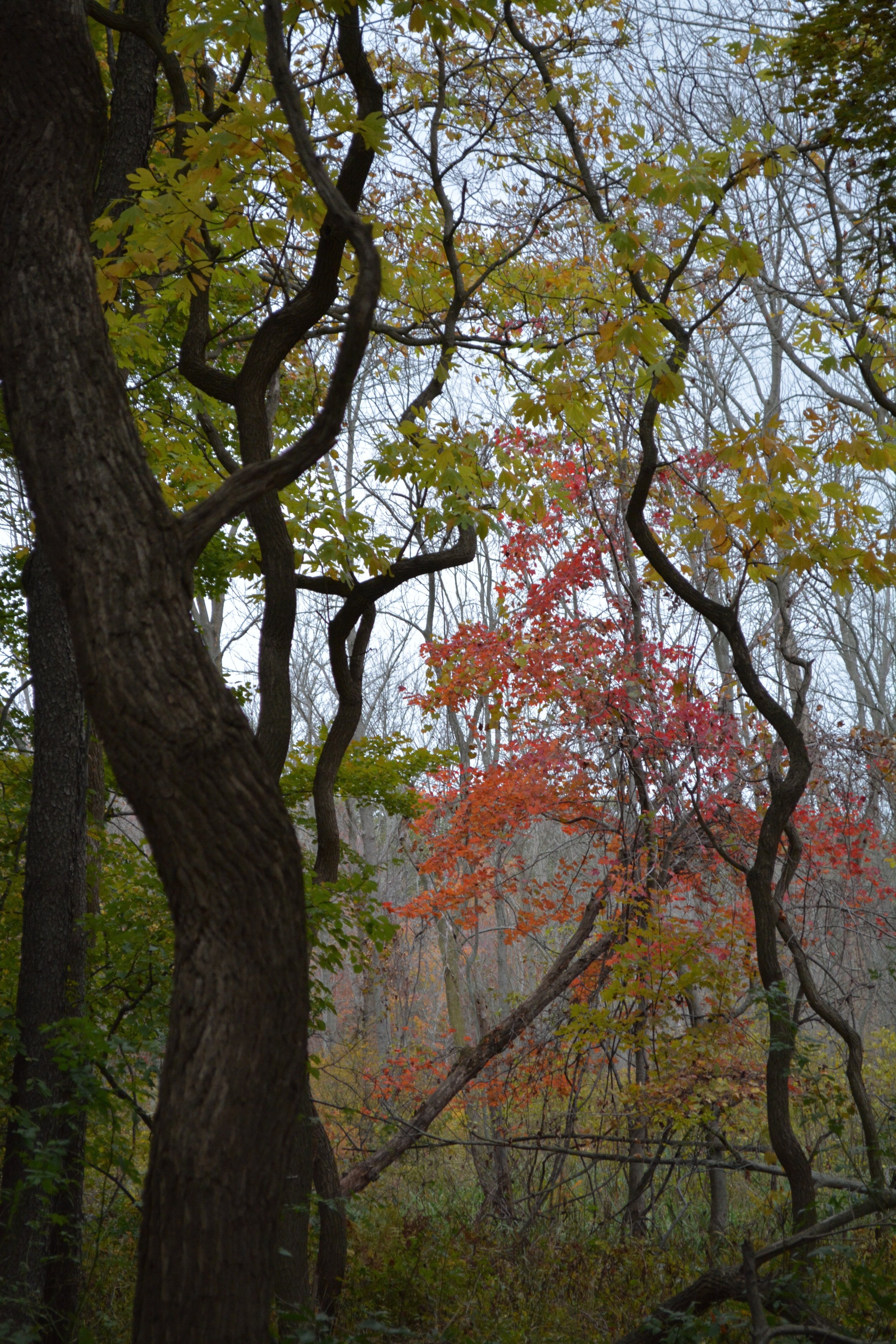 DSC_2862.jpg